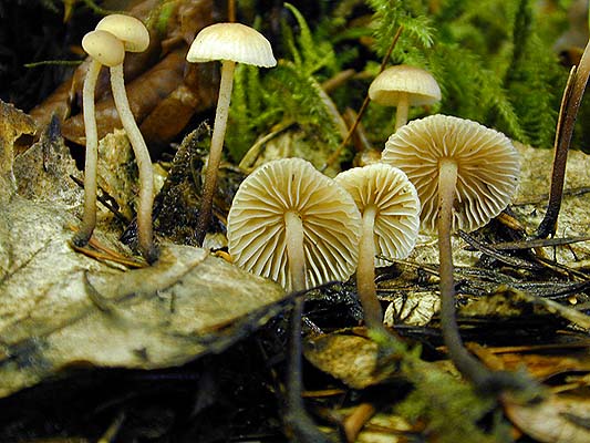 Marasmius salalis